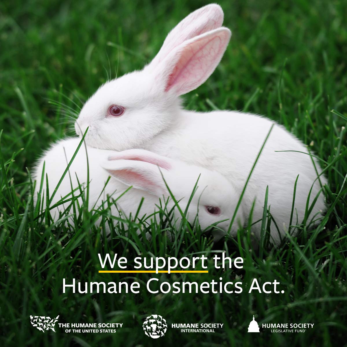 US Organic Macadamia Nut Oil Unrefined Virgin, Certified Organic, Pure & Natural, Cold Pressed, Size for DIY and small manufacturers (128 oz (1 Gallon))