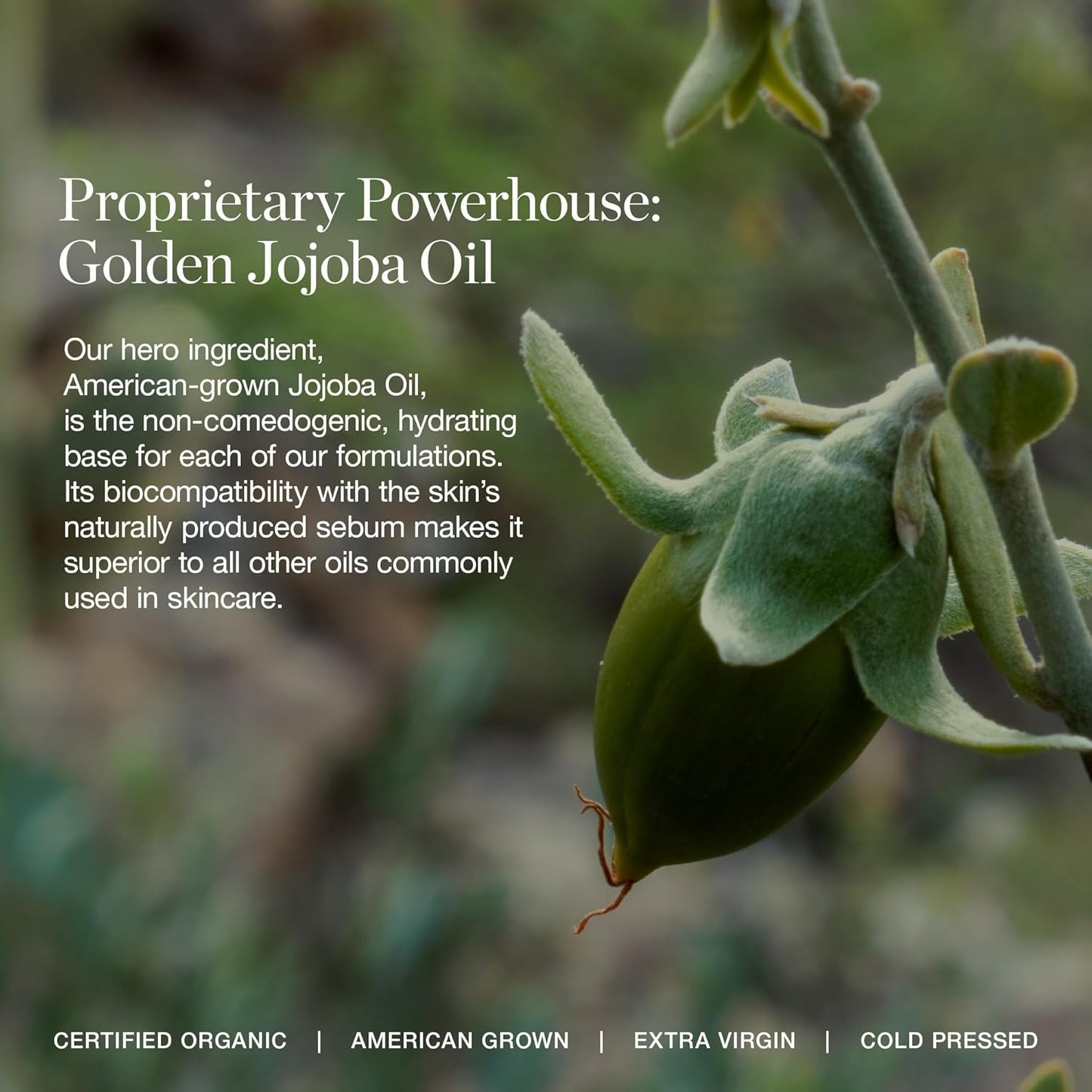 Ogee Complexion Perfecting Under Eye Concealer - Certified Organic Full Coverage Concealer - Buildable Coverage - HOLLY 12.75W - Deep (Warm Undertones)